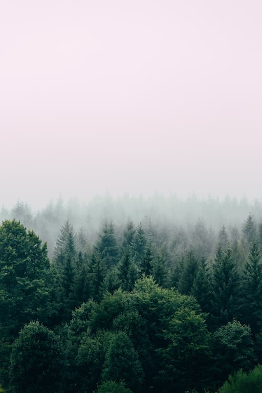 Forest background
